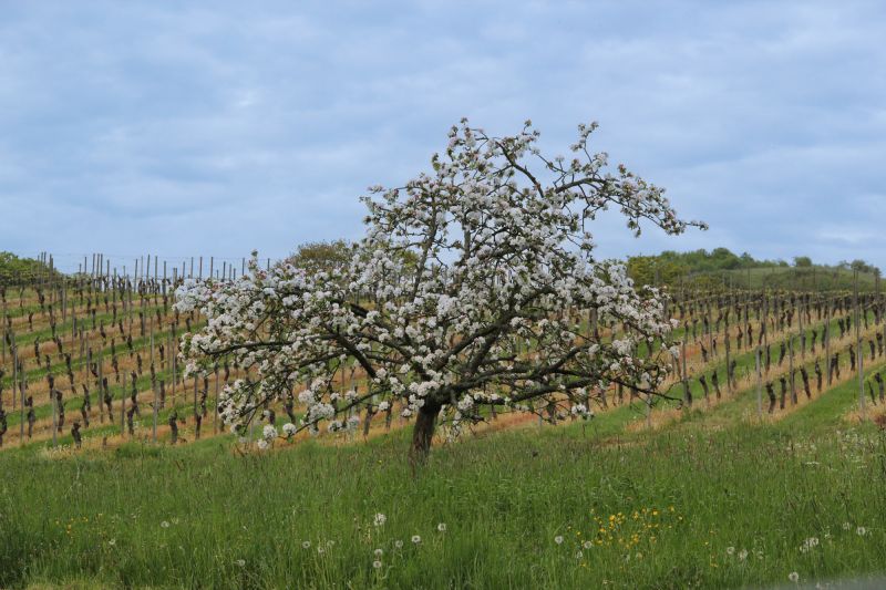 Wein Nahe