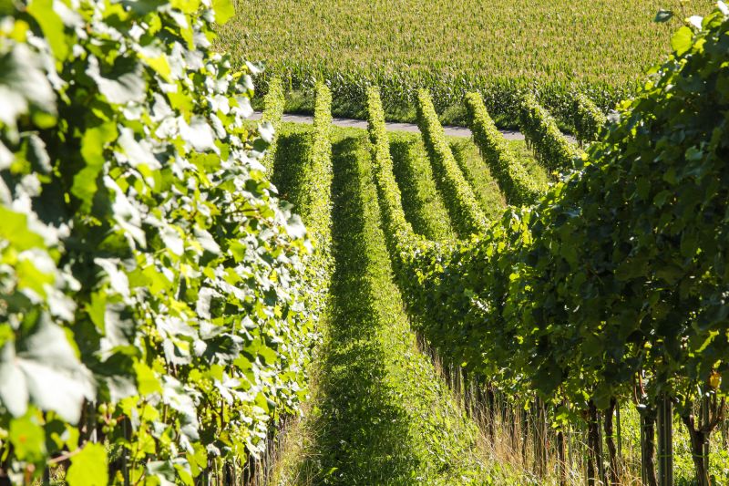 Weingut Christian Hermann