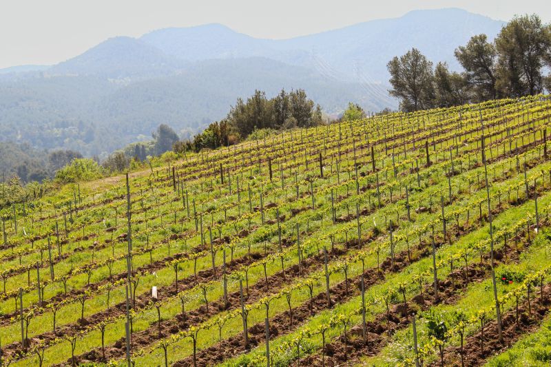 Weine Vins el Cep