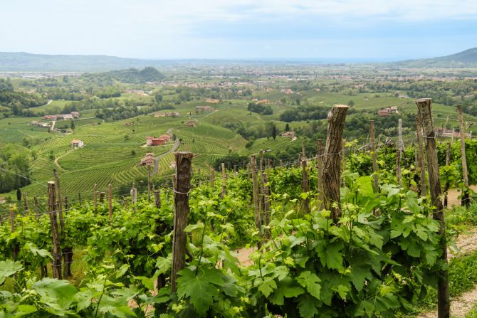 Weine Veneto