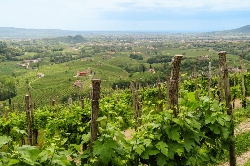 Weine Veneto