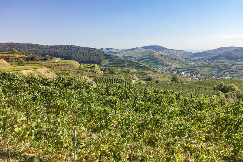 Weinregion Baden