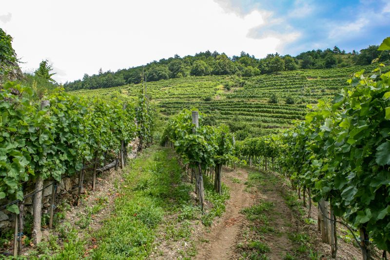 Weingut Weingut Johann Donabaum