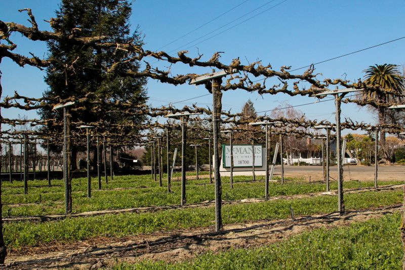 Weingut McManis