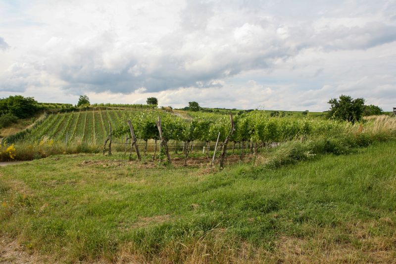 Weinregion Niederösterreich