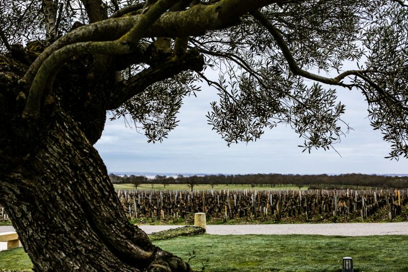 Weingut Château Sociando-Mallet