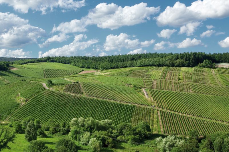 Weinregion Rheingau