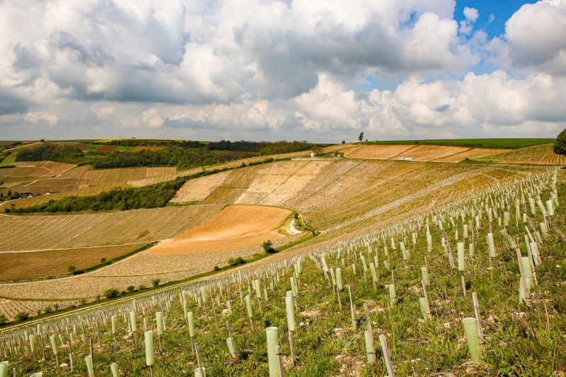 Wein Loire