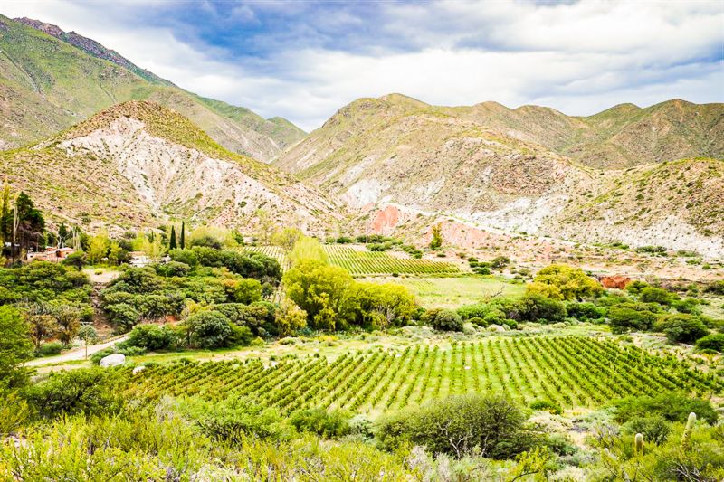 Wein Salta