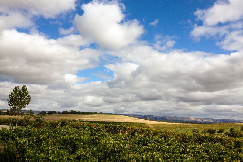Weine Langhorne Creek