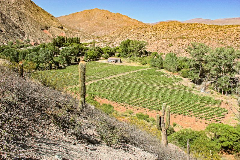 Martel Bodega Tacuil