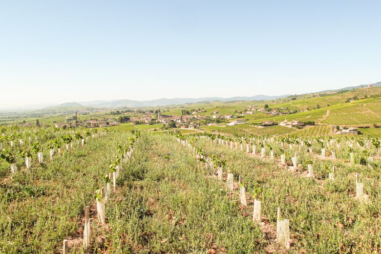 Weine aus der Region Beaujolais