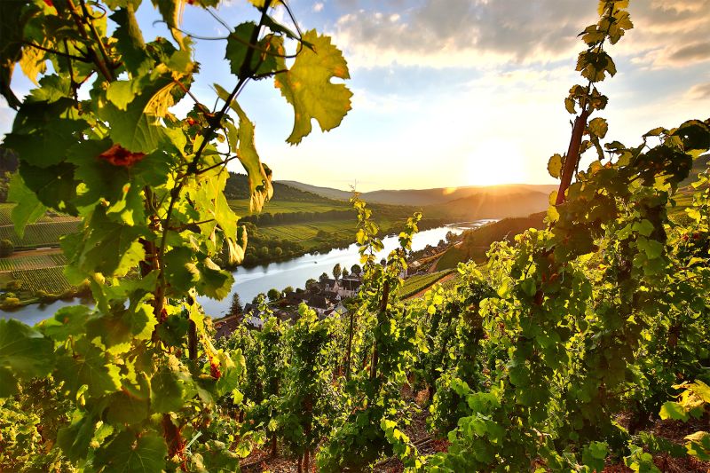 Weine Mosel
