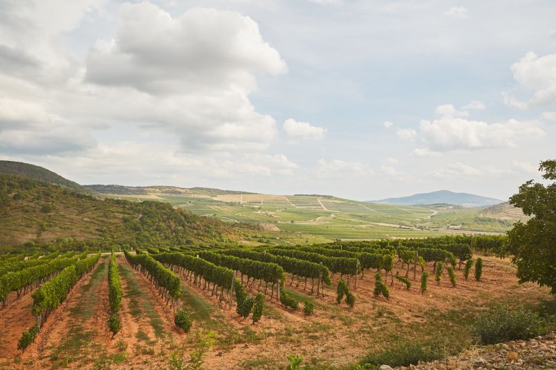 Weingut Szepsy
