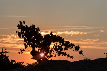 Weine aus der Region Rioja