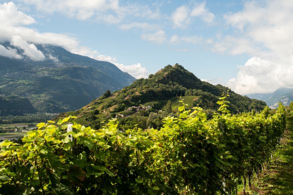 Weine aus der Region Wallis