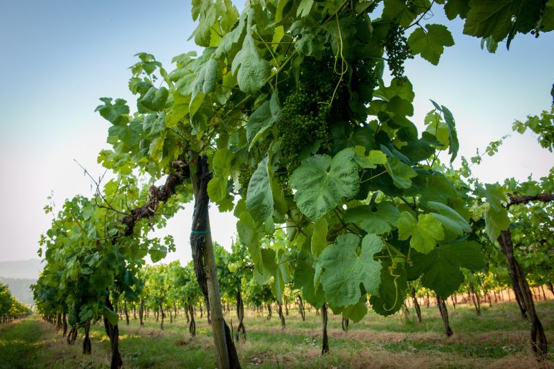 Martel Quinta de Azevedo