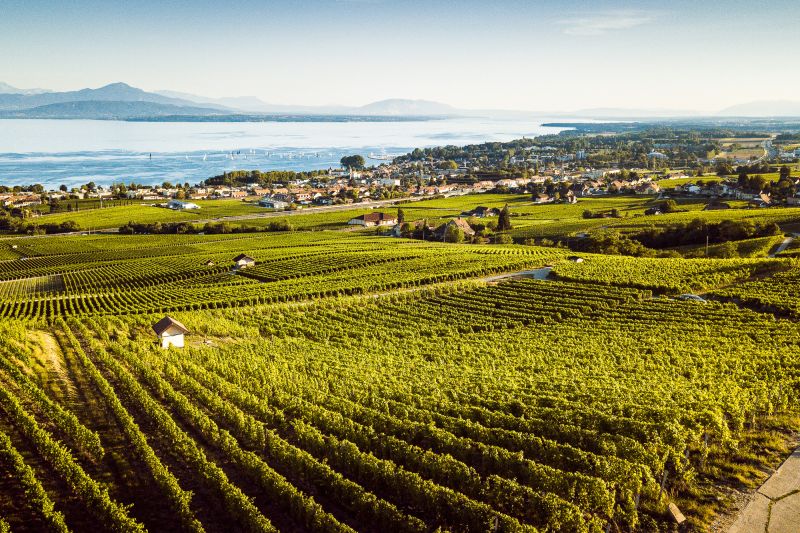Martel Paccot - Domaine la Colombe