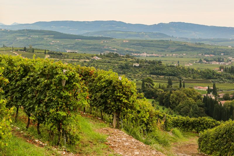 Weine Valpolicella