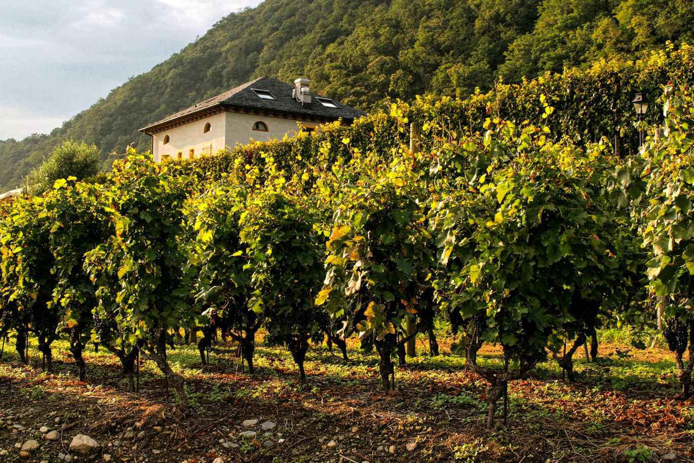 Weine aus der Region Tessin