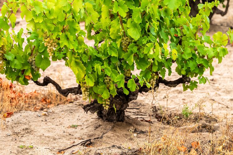 Weine aus der Region Rueda