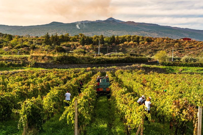 Weinregion Sizilien