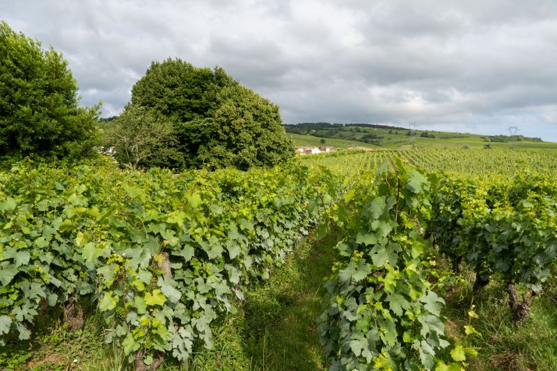 Weine Domaine Jubare