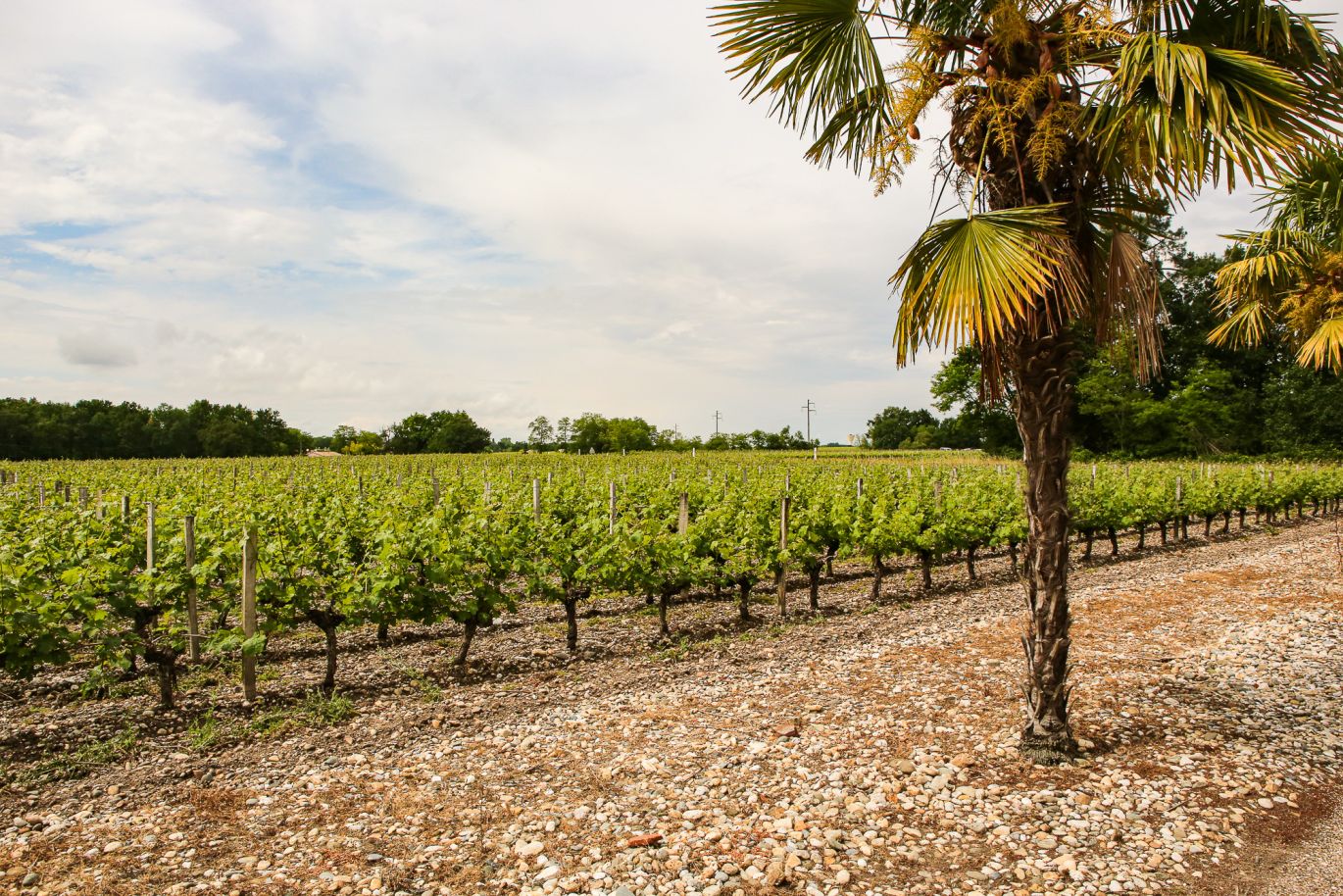 Weine Haut-Médoc