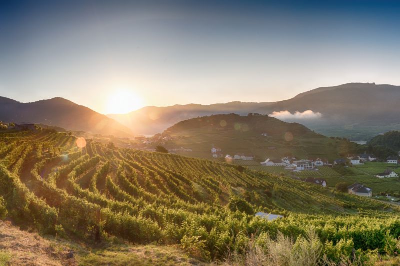 Weine aus der Region Wachau