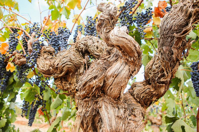 Weine Rockford Wines