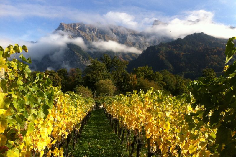 Wein Bündner Herrschaft