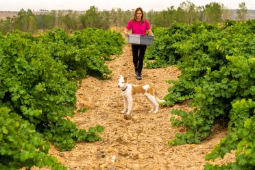 Weine Ossian Vides y Vinos