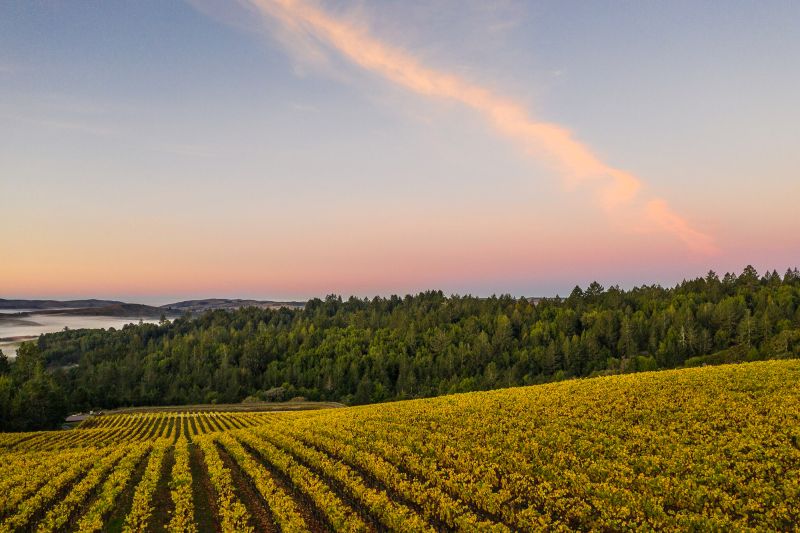 Weine aus der Region Kalifornien