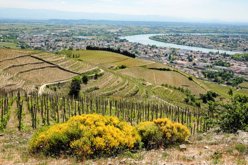 Weinregion Rhône