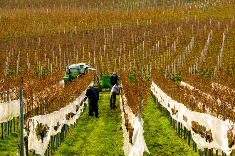 Martel Weingut Müller-Catoir