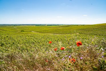 Weine aus der Region Champagne