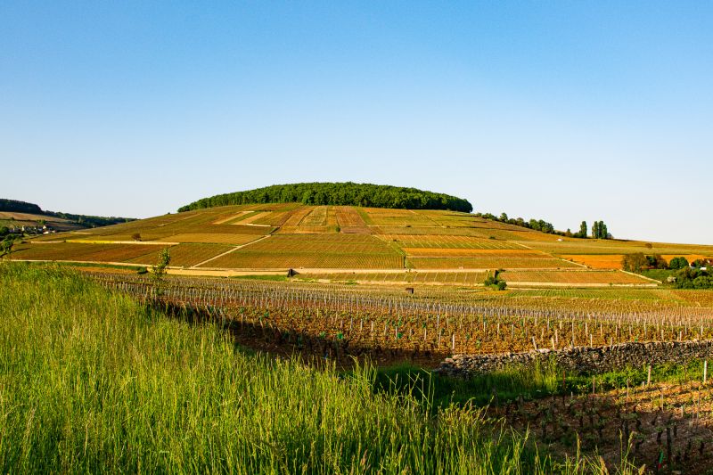 Wein Burgund