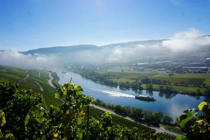 Wein Mosel