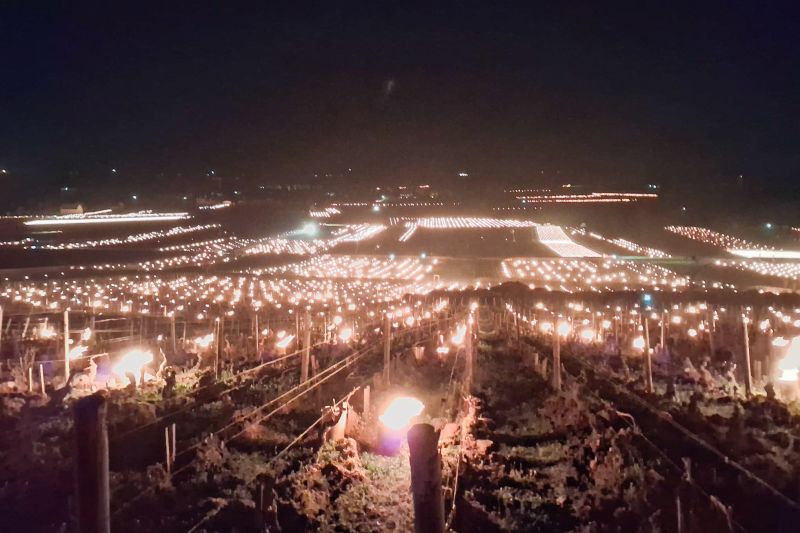 Martel Domaines Leflaive Associés