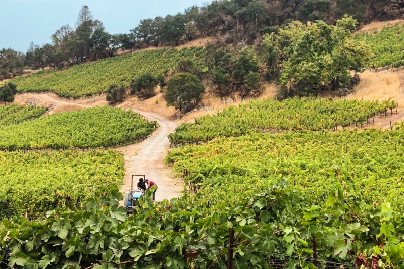 Weingut Cannonball