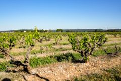 Weine aus der Region Rhône