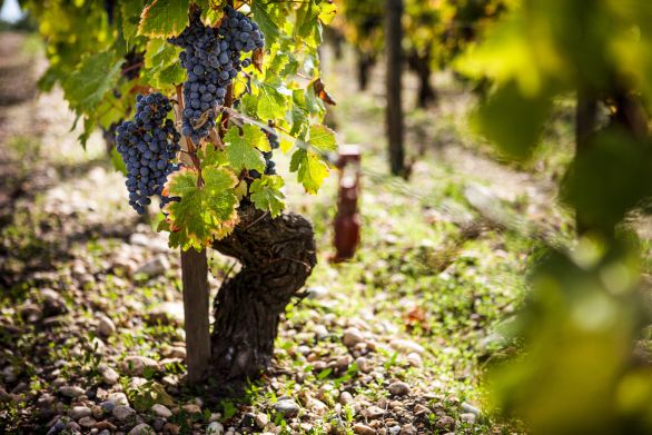 Weine aus der Region Bordeaux