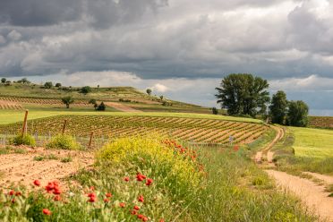 Weine aus der Region Ribera del Duero