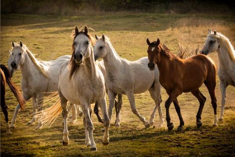 Weinregion Sud-Ouest