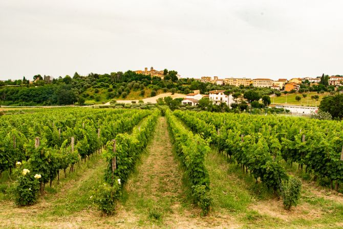 Weine Castelli di Jesi