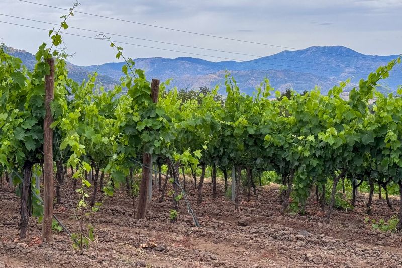 Weingut Bella Colonna