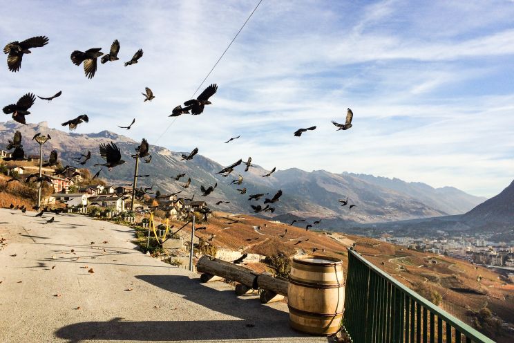 Weine aus der Region Wallis