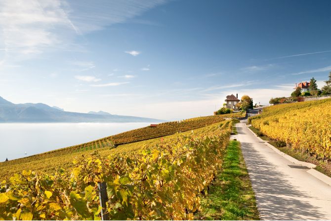 Weine Lavaux
