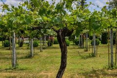 Weine aus der Region Rias Baixas