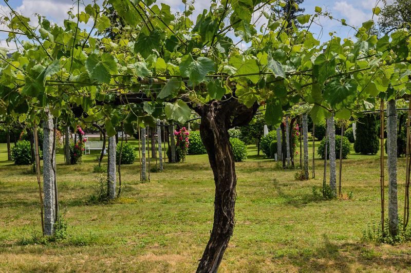 Weine aus der Region Rias Baixas